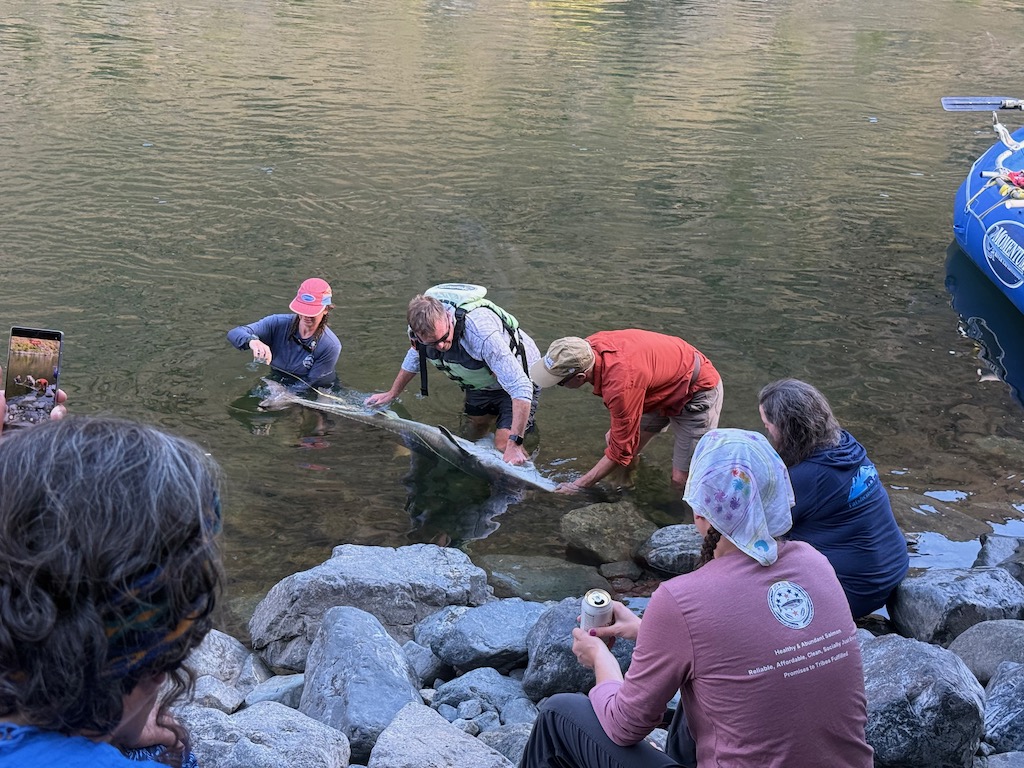 Measuring Rein Attemann’s sturgeon before release | Lisa McShane