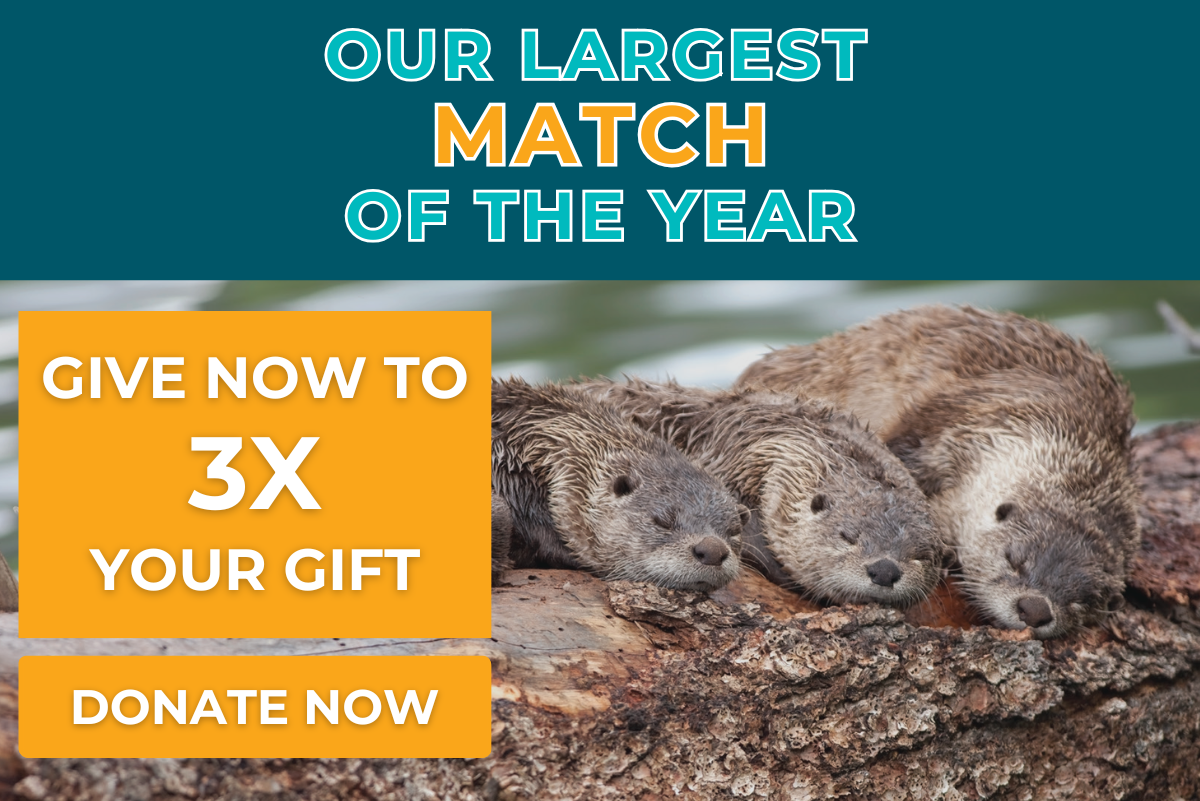 Our Largest Match of the Year: give today to have your gift matched 3X