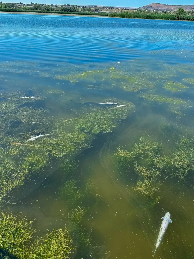 Sockeye salmon kill | Toby Kock, U.S. Geological Survey.