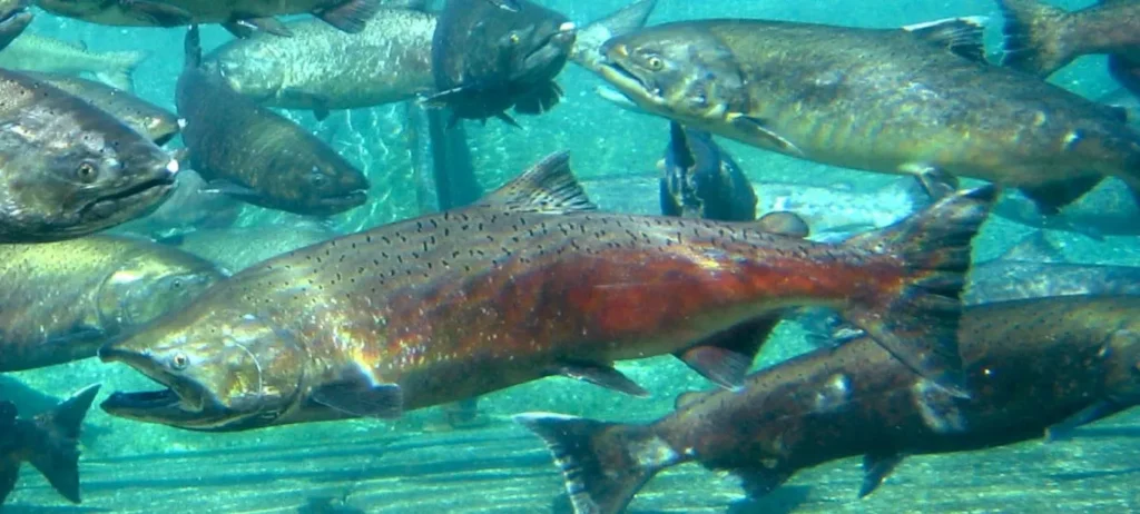 Chinook salmon | Pacific Northwest National Laboratory