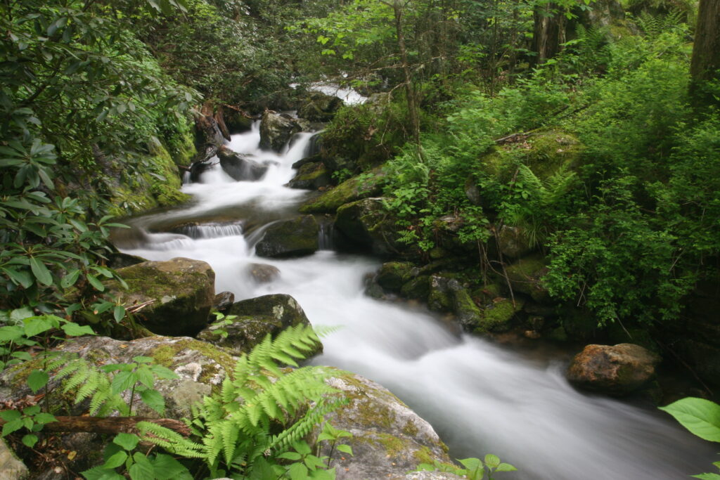 Upper Shope Fork, North Carolina | Phillip Bumpers