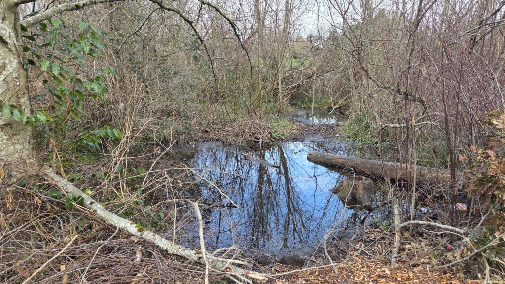 After decades of depletion, groundwater begins to fill Roxhill Bog soon after restoration begins | Susan Woodward
