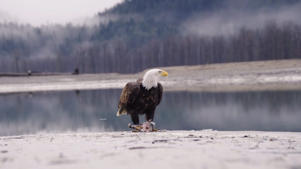 Chilkat River, Alaska | Colin Arisman