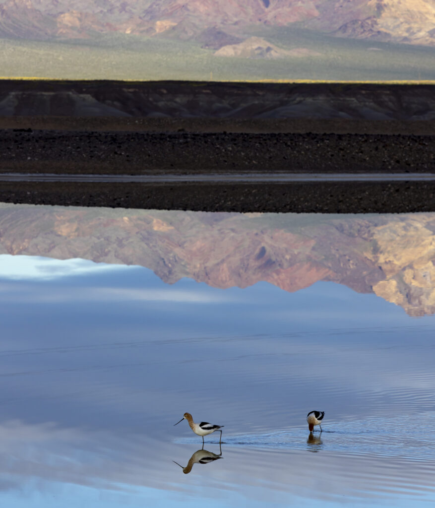 Amargosa RIver, California | Bob Wick