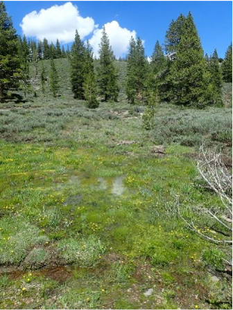 Lower Sardine Meadow after restoration