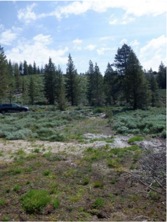 Lower Sardine Meadow before restoration