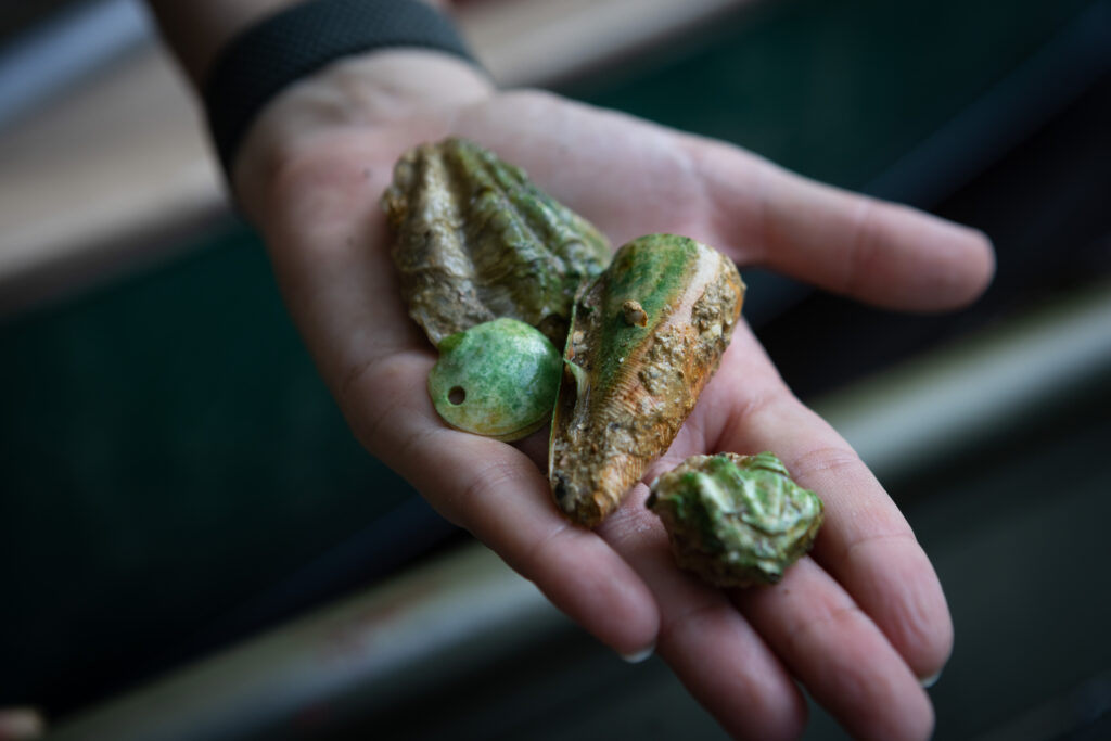 Shells from aquatic species in the Lumber River, North Carolina | Julia Rendleman, SELC