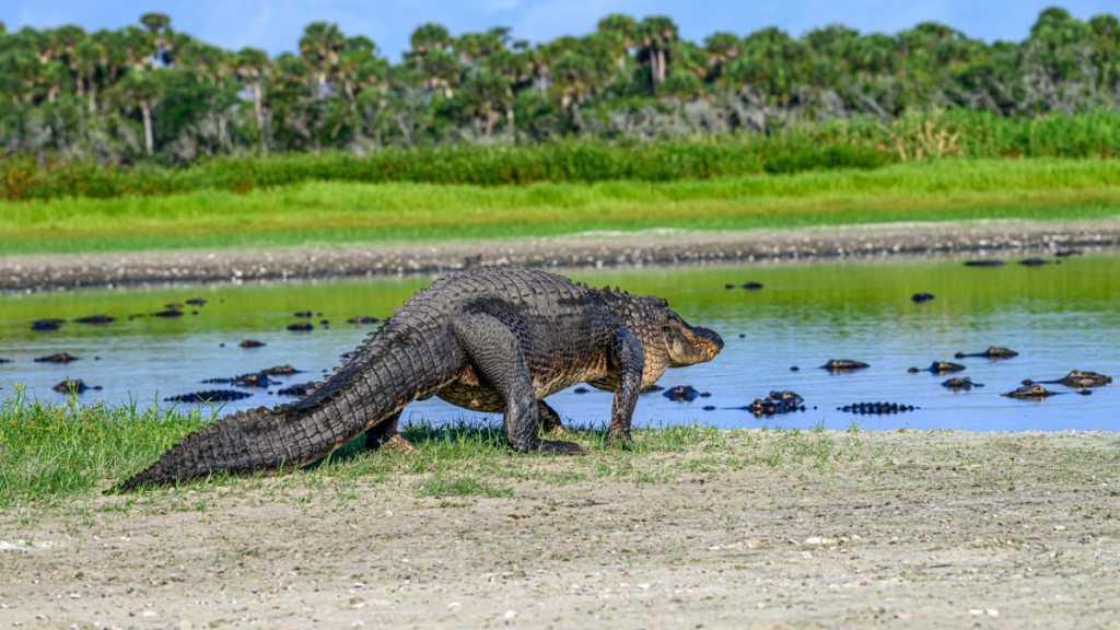 American Alligator on the Myakka River, Florida | Miri Hardy