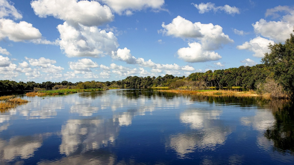Myakka River, Florida | Miri Hardy