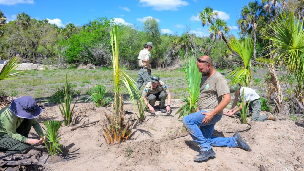 Restoration work on the Myakka River, Florida | Miri Hardy