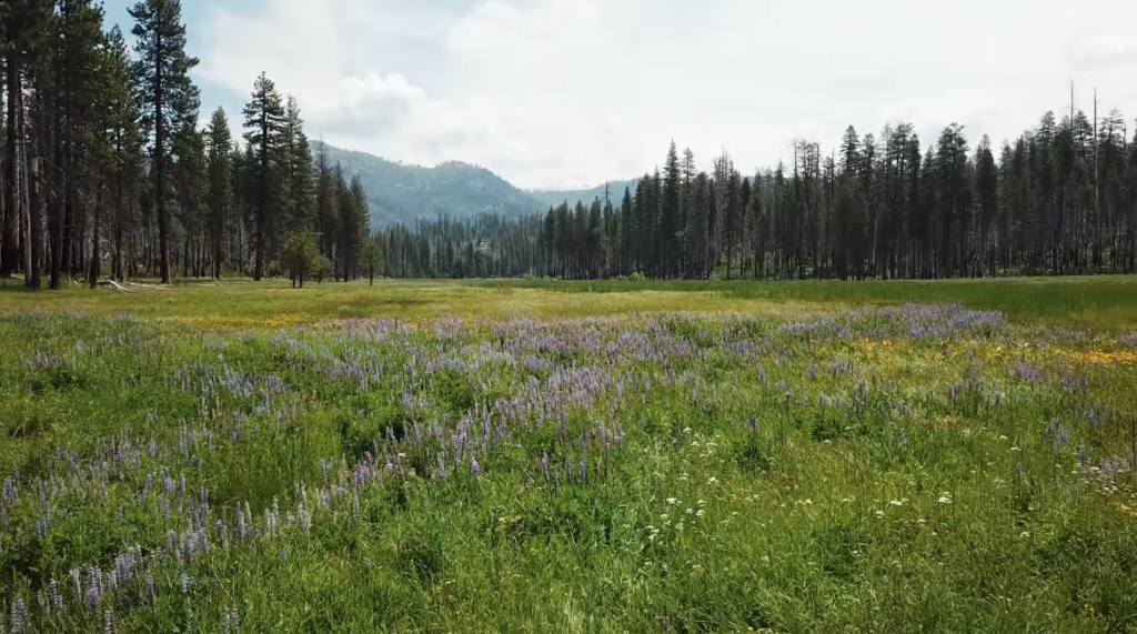 Screenshot from Restoring Mountain Meadows