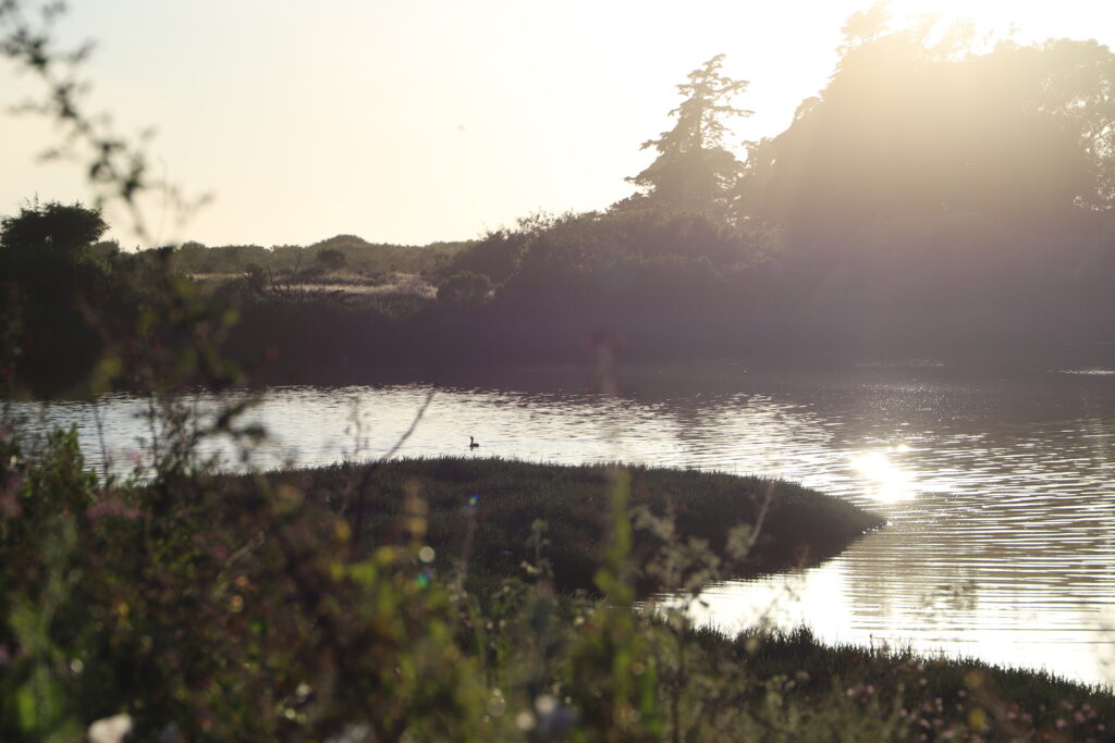 At the edge of campus, the slough continues to shift and quietly support life | Bella Astin 