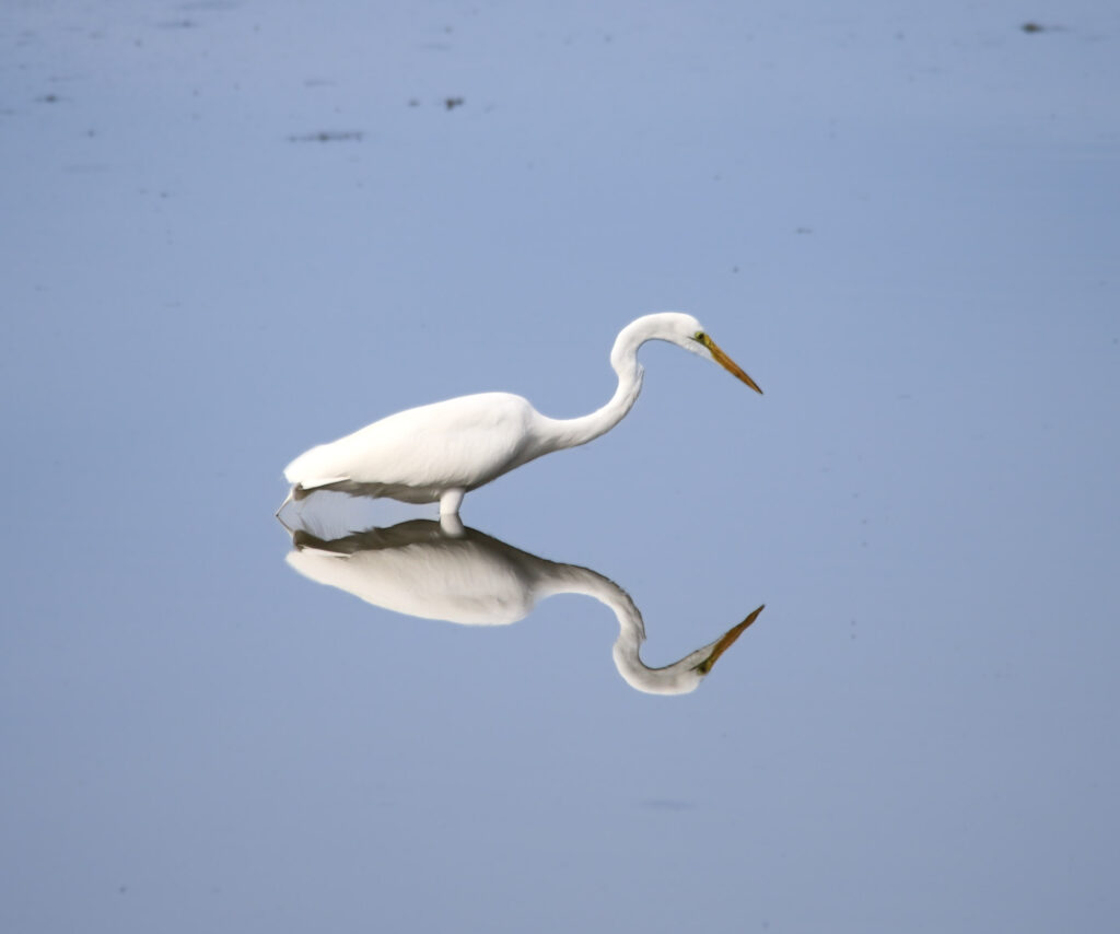 A wading bird moves through still water, reflecting the quiet activity that defines the slough | Bella Astin 