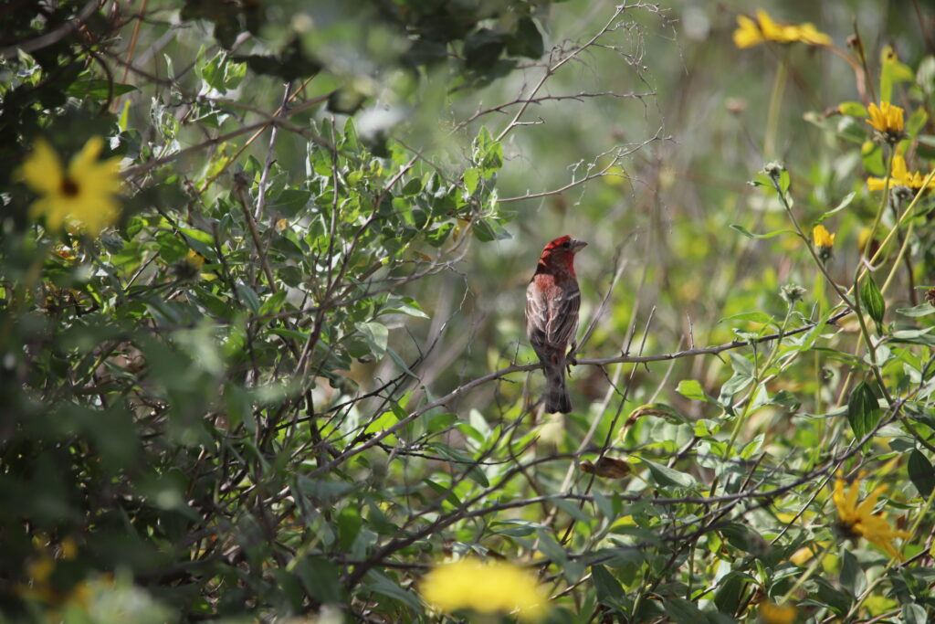 Birdlife moves through the wetland and surrounding vegetation, often hidden in plain sight | Bella Astin 
