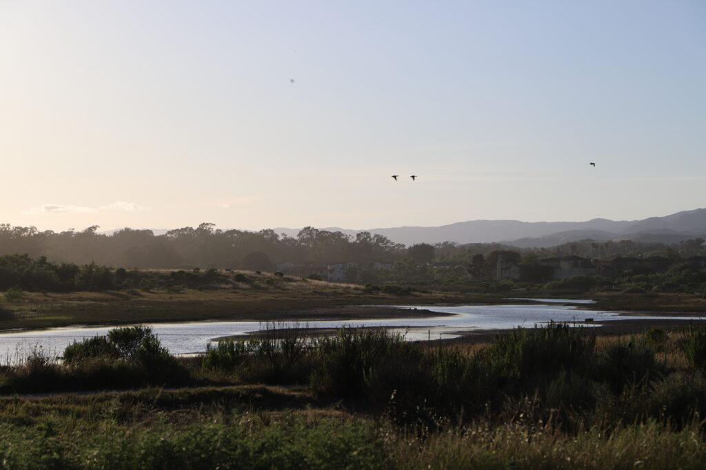 Devereux Slough stretches just beyond UCSB’s campus, a tidal wetland shaped by shifting water and seasonal change | Bella Astin