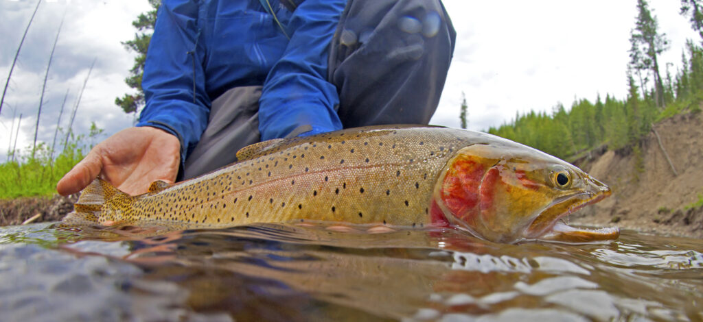 Yellowstone Cutthroat Trout | Fish Eye Guy