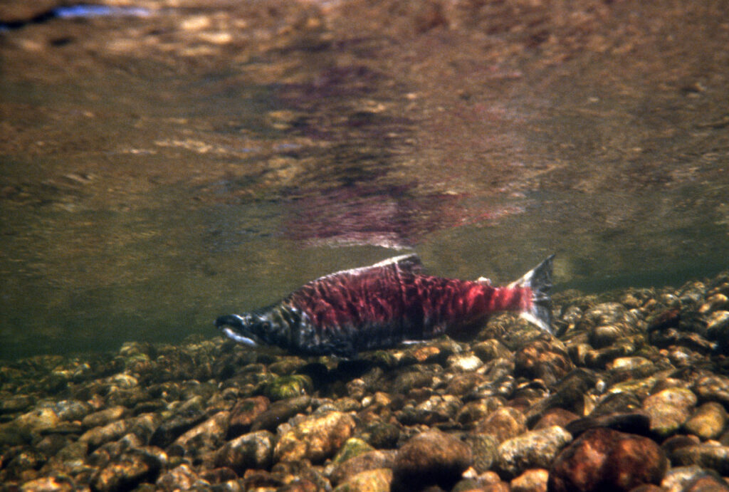 Sockeye Salmon, San Joaquin River, California | Flickr