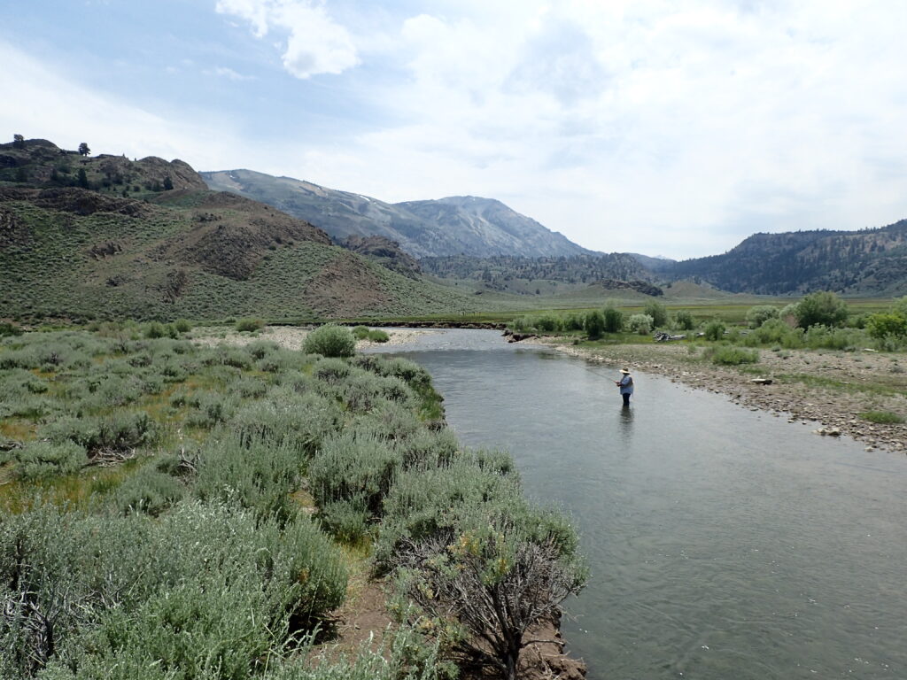 A man fishing in the West Walker River at Pickel Meadow, California | CDFW