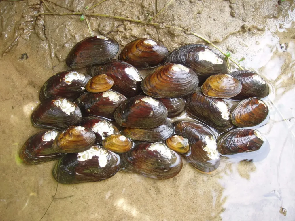 James River Spinymussel | US Fish and Wildlife Service