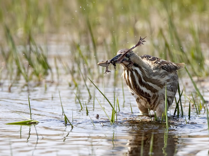 American bittern, Missouri River, South Dakota | USFWS