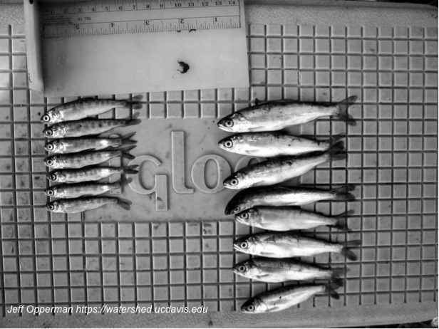 Chinook salmon from the Cosumnes River, Calfornia | Jeff Opperman